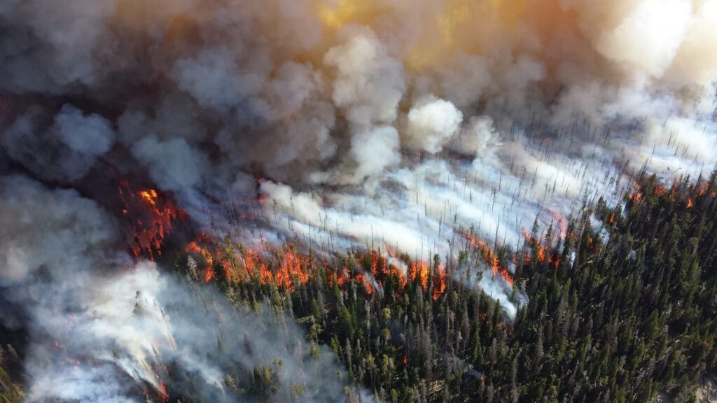landscape of a forest fire